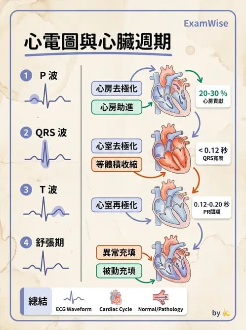 放射 - 心血管生理 - AI 圖文解析預覽