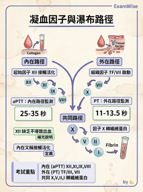 放射 - 血液及免疫生理 - AI 圖文解析預覽