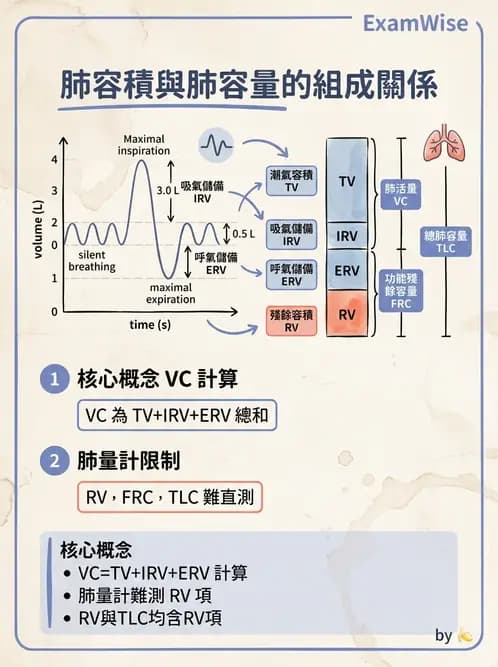 放射 - 呼吸生理 - AI 圖文解析預覽
