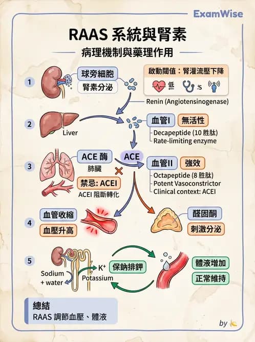 放射 - 腎臟生理 - AI 圖文解析預覽