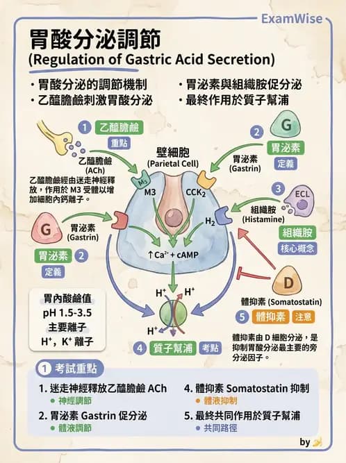 放射 - 胃腸生理 - AI 圖文解析預覽