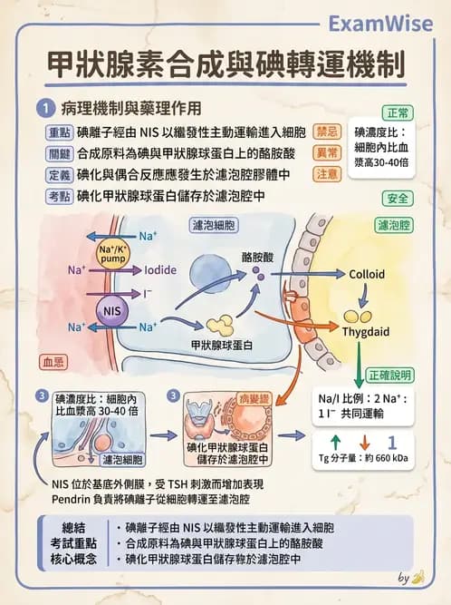 放射 - 內分泌生理 - AI 圖文解析預覽