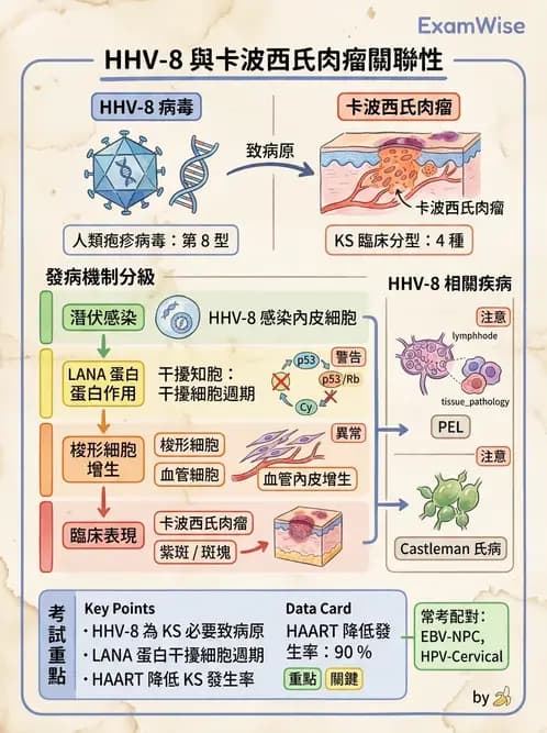 放射 - 惡性腫瘤 - AI 圖文解析預覽