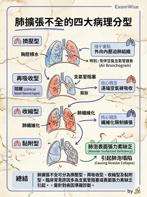 放射 - 呼吸系統疾病 - AI 圖文解析預覽