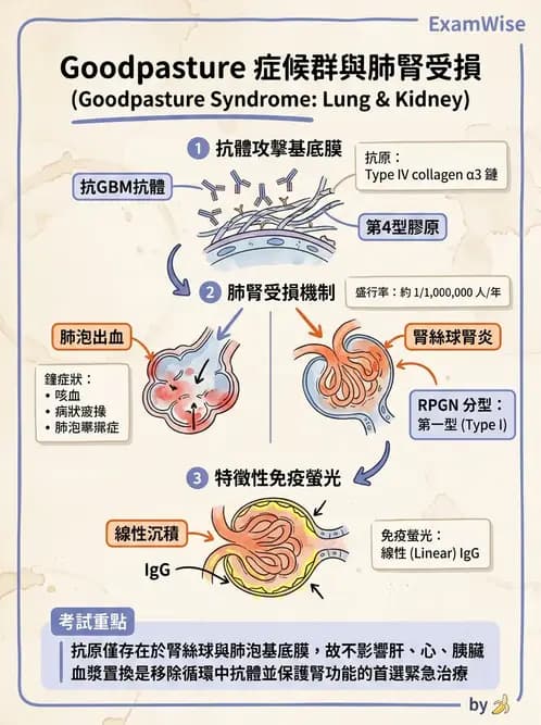 放射 - 呼吸系統疾病 - AI 圖文解析預覽