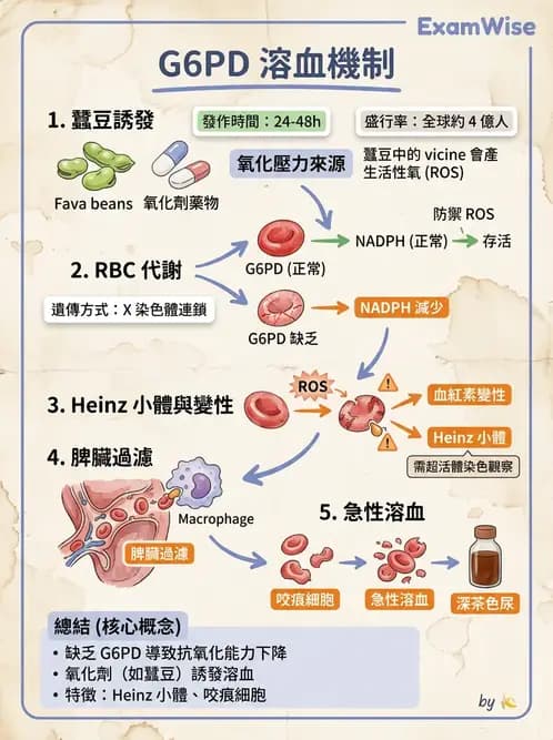 放射 - 造血及淋巴系統疾病 - AI 圖文解析預覽