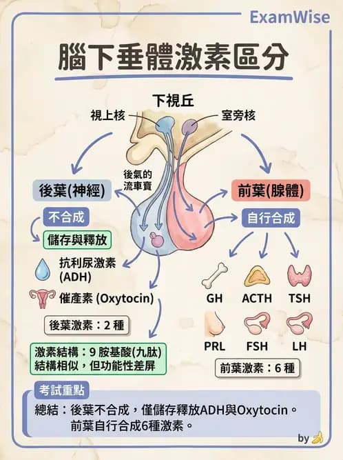 放射 - 內分泌生理 - AI 圖文解析預覽
