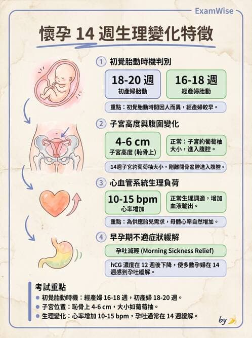 護理師 - 孕期生理變化與不適護理 - AI 圖文解析預覽