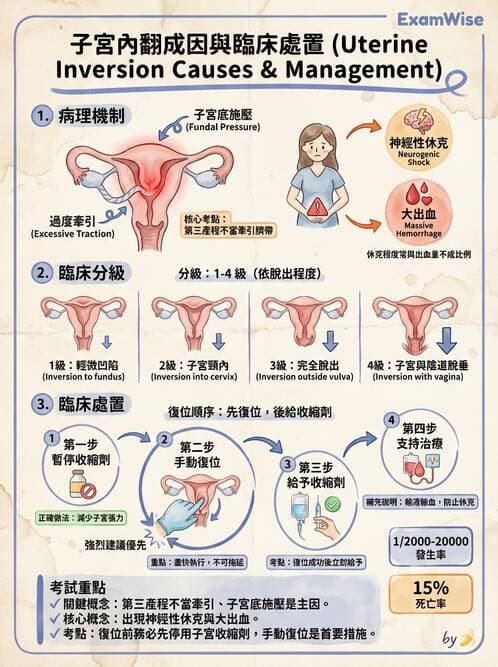 護理師 - 分娩過程與產科急症 - AI 圖文解析預覽
