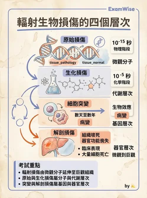 放射 - 輻射物理生物基礎 - AI 圖文解析預覽
