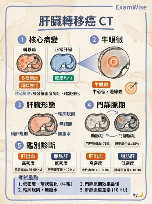 放射 - 胸腹部CT診斷 - AI 圖文解析預覽