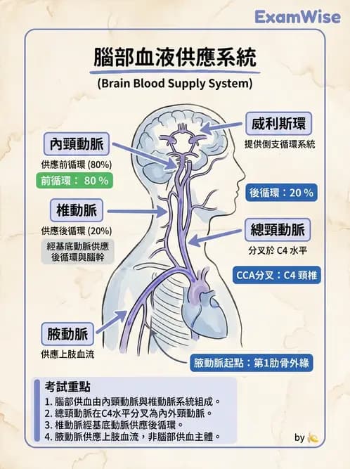 放射 - 血管攝影原理與解剖 - AI 圖文解析預覽