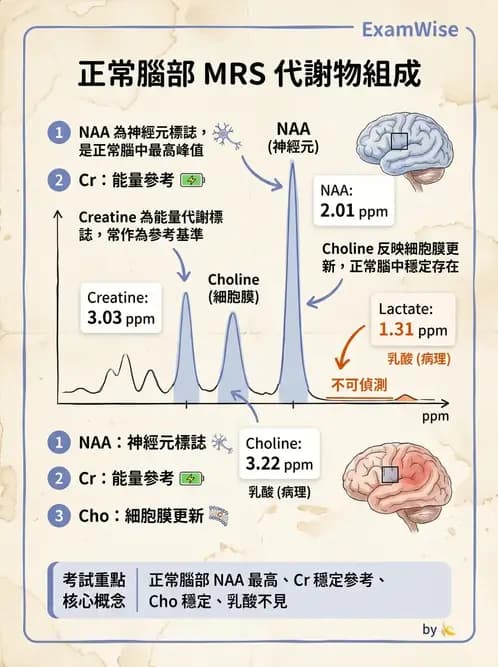 放射 - MR進階影像與臨床應用 - AI 圖文解析預覽