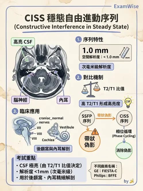 放射 - MRI脈衝序列與訊號技術 - AI 圖文解析預覽