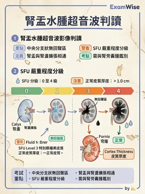 放射 - 泌尿生殖與小器官超音波 - AI 圖文解析預覽