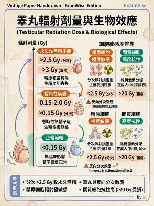 放射 - 組織與腫瘤輻射效應 - AI 圖文解析預覽