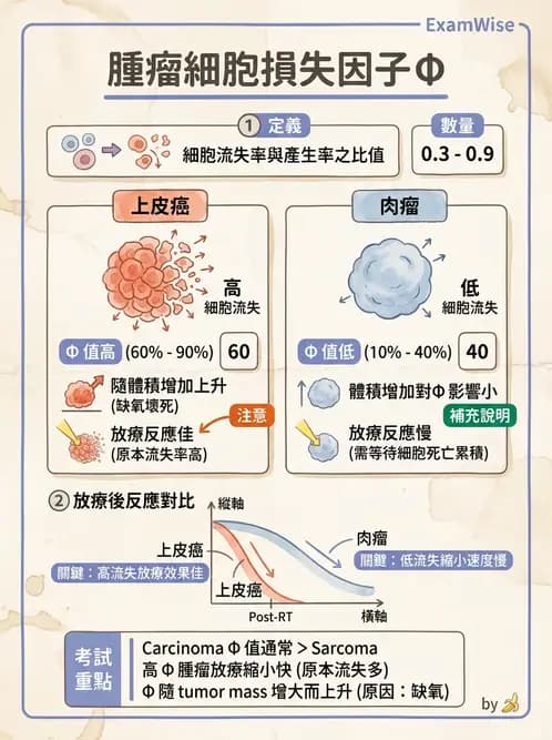 放射 - 細胞與腫瘤動力學 - AI 圖文解析預覽