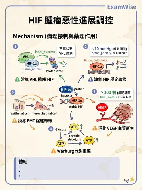 放射 - 細胞與腫瘤動力學 - AI 圖文解析預覽