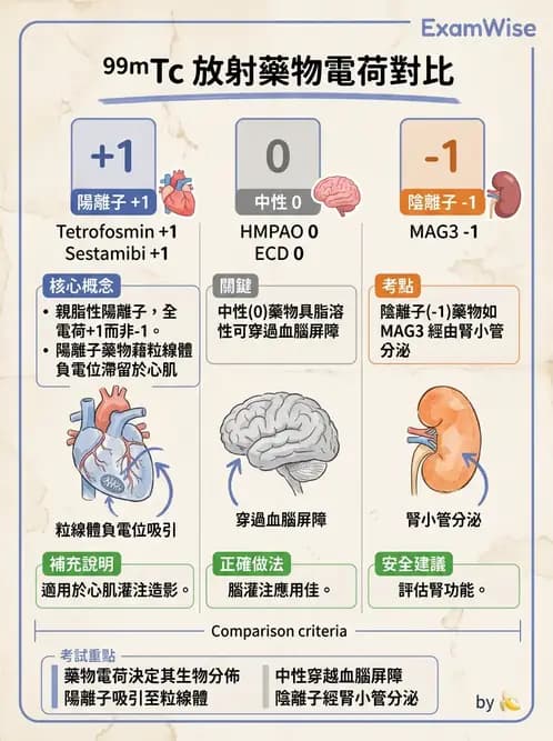 放射 - 肺肝膽與製劑通則 - AI 圖文解析預覽