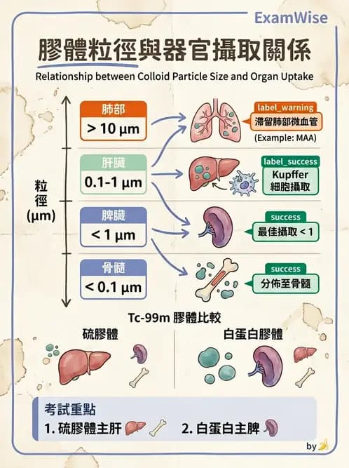 放射 - 肺肝膽與製劑通則 - AI 圖文解析預覽