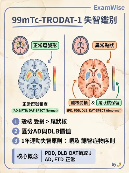 放射 - 腦部造影 - AI 圖文解析預覽