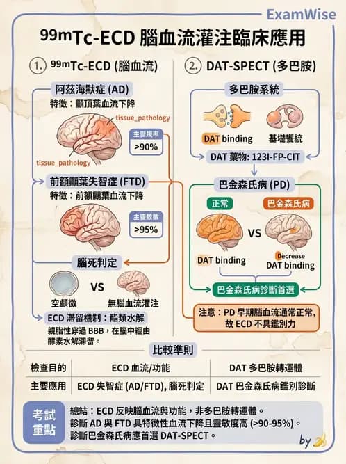 放射 - 腦部造影 - AI 圖文解析預覽