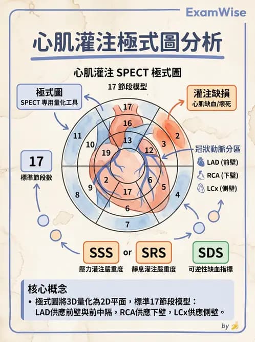 放射 - 心臟灌注造影 - AI 圖文解析預覽