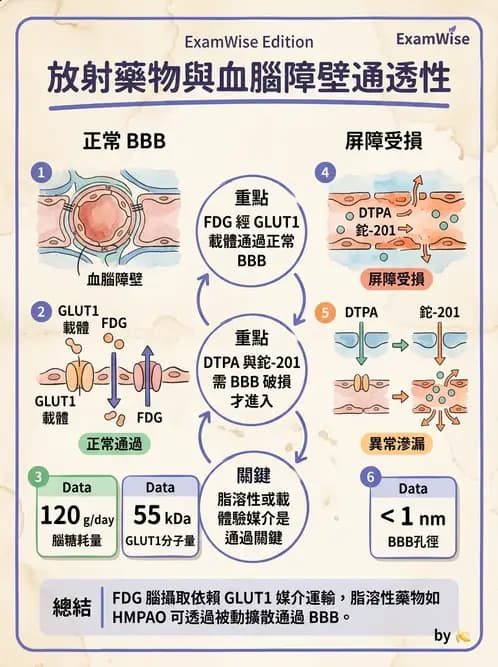 放射 - PET藥物基礎與心臟造影 - AI 圖文解析預覽