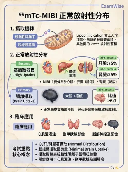 放射 - 心肌造影SPECT藥物 - AI 圖文解析預覽