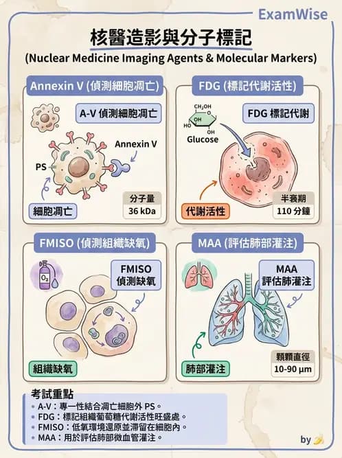 放射 - 標靶受體腫瘤造影 - AI 圖文解析預覽