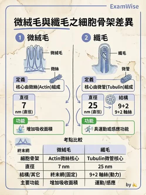 放射 - 細胞、組織與外皮系統 - AI 圖文解析預覽