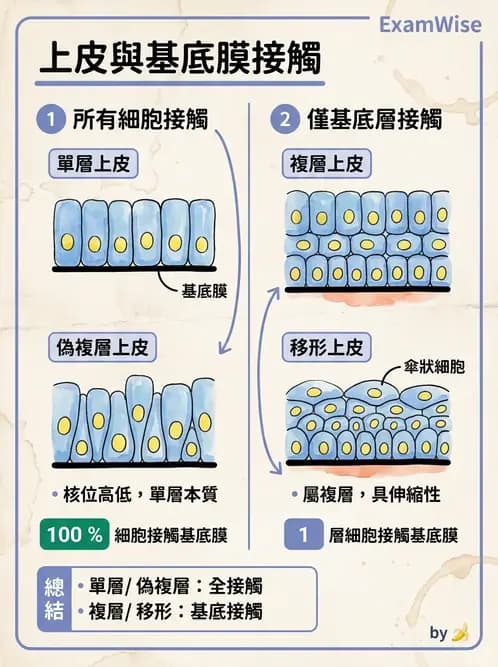 放射 - 細胞、組織與外皮系統 - AI 圖文解析預覽