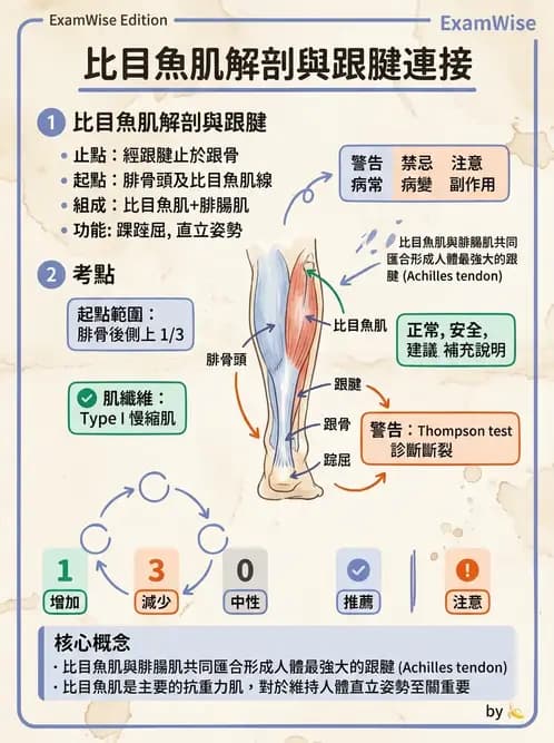 放射 - 下肢肌肉 - AI 圖文解析預覽