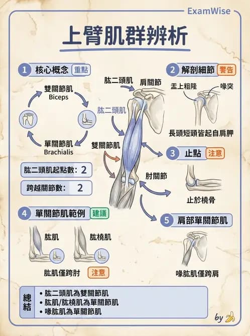 放射 - 上肢肌肉 - AI 圖文解析預覽