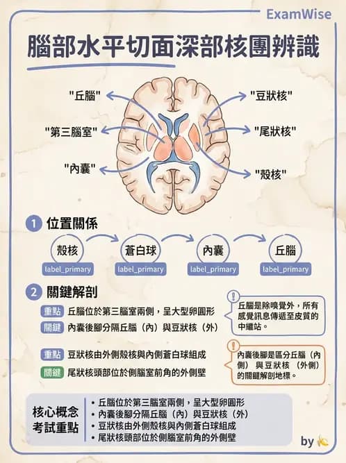 放射 - 大腦皮質與神經細胞 - AI 圖文解析預覽