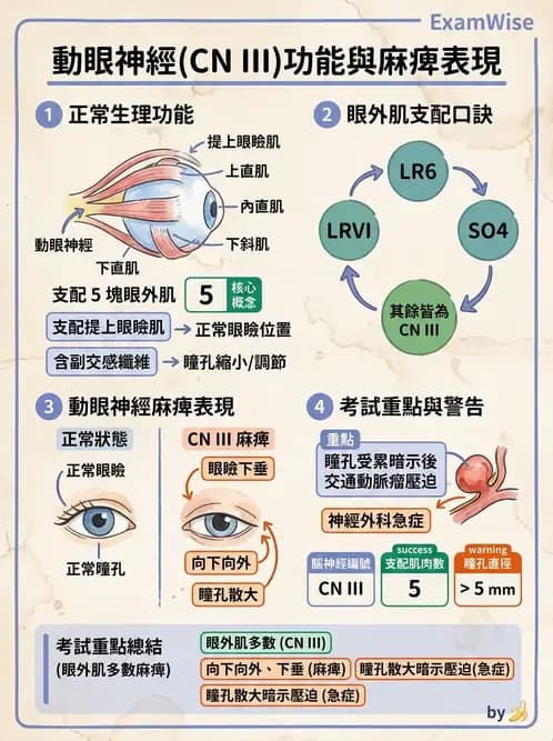 放射 - 腦神經 - AI 圖文解析預覽