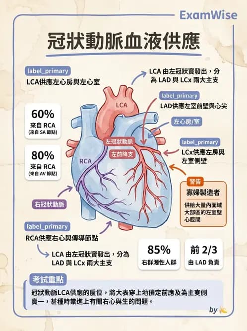 放射 - 心臟 - AI 圖文解析預覽
