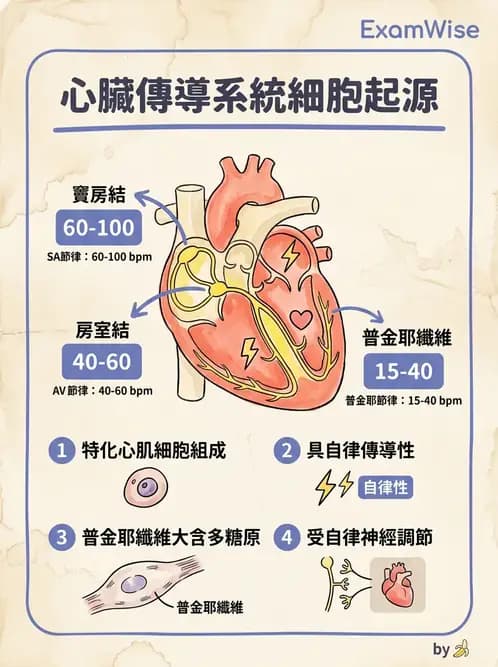 放射 - 心臟 - AI 圖文解析預覽