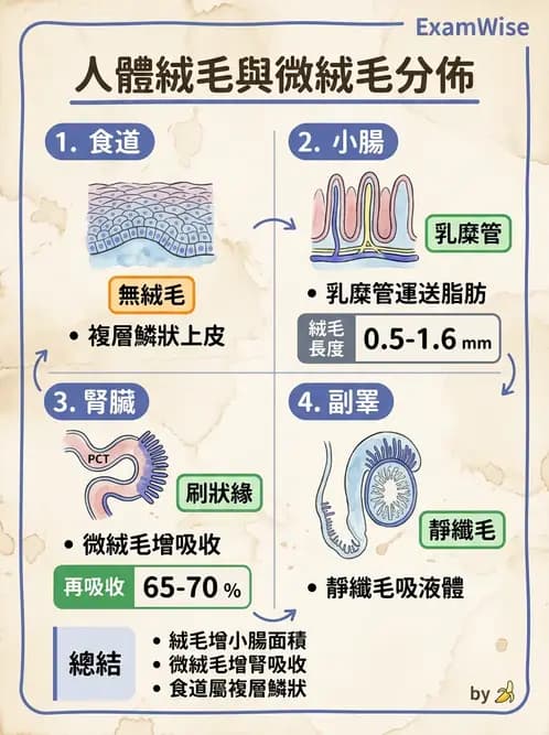 放射 - 消化系統 - AI 圖文解析預覽