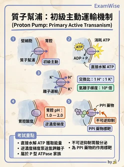 放射 - 細胞生理 - AI 圖文解析預覽