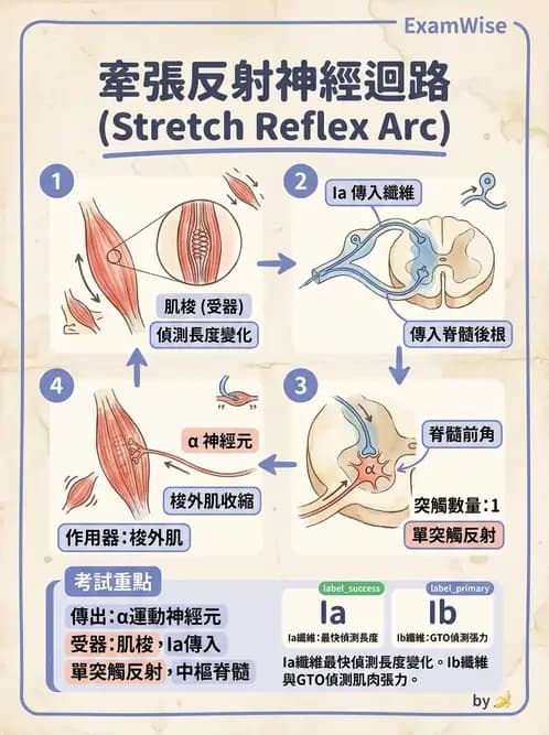 放射 - 神經生理 - AI 圖文解析預覽