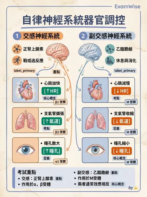 放射 - 神經生理 - AI 圖文解析預覽