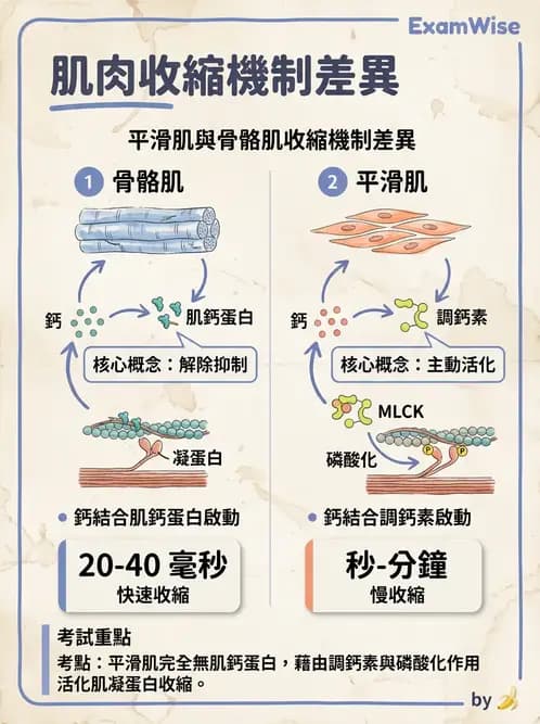 放射 - 肌肉及代謝生理 - AI 圖文解析預覽