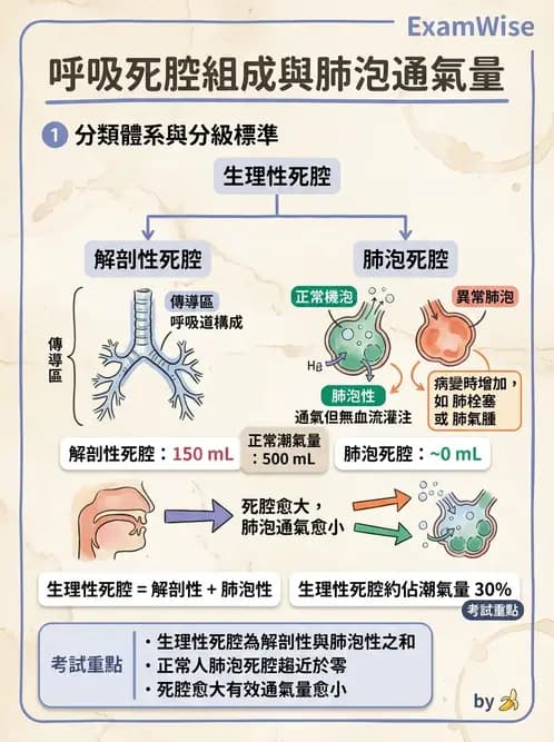 放射 - 呼吸生理 - AI 圖文解析預覽