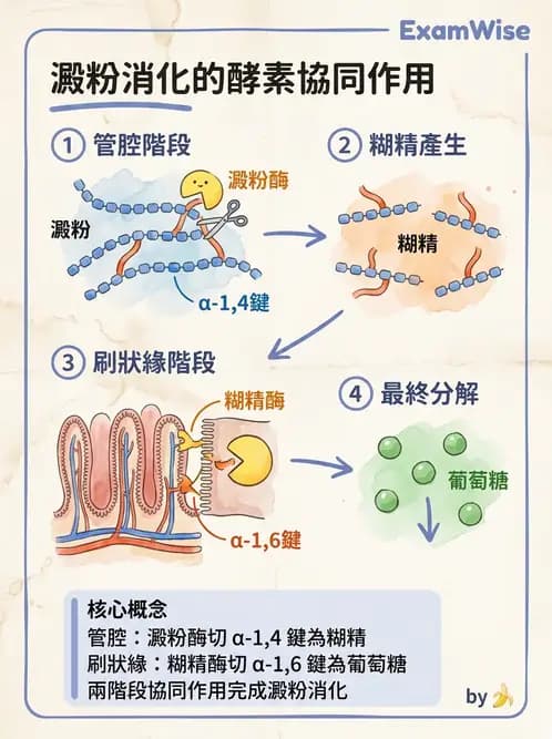 放射 - 胃腸生理 - AI 圖文解析預覽