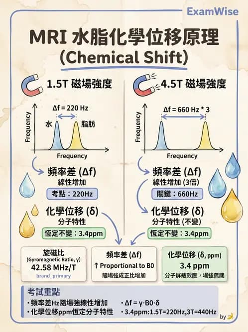 放射 - MRI基本物理與弛緩 - AI 圖文解析預覽