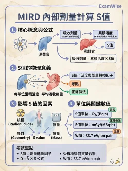 放射 - 體內劑量 - AI 圖文解析預覽