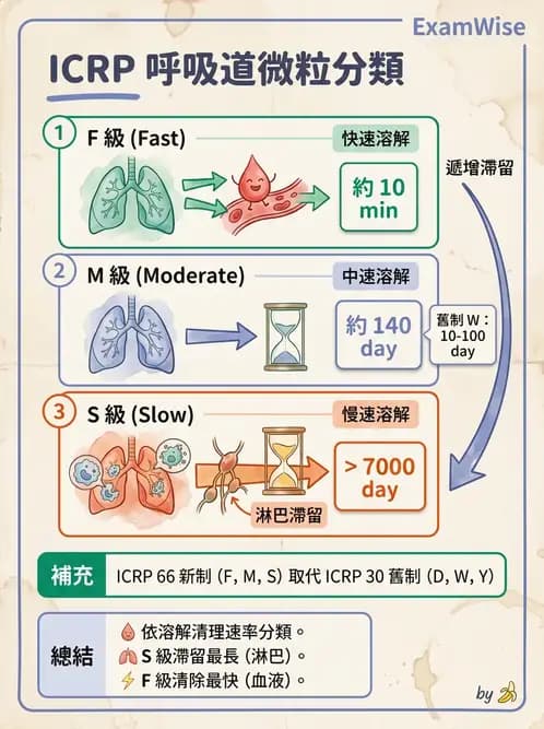 放射 - 體內劑量 - AI 圖文解析預覽
