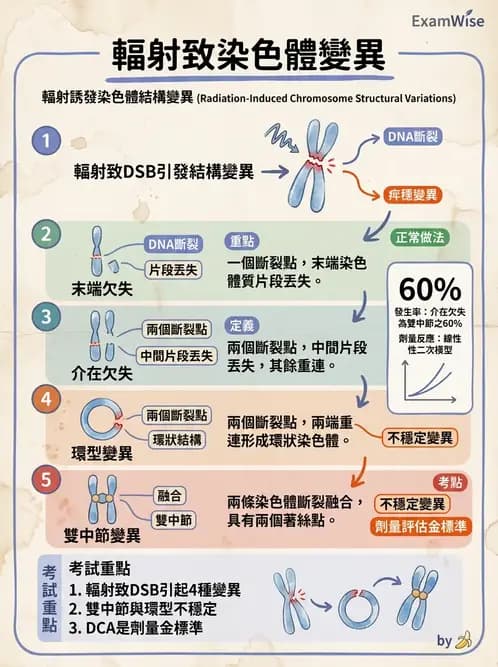 放射 - DNA損傷修復與細胞效應 - AI 圖文解析預覽