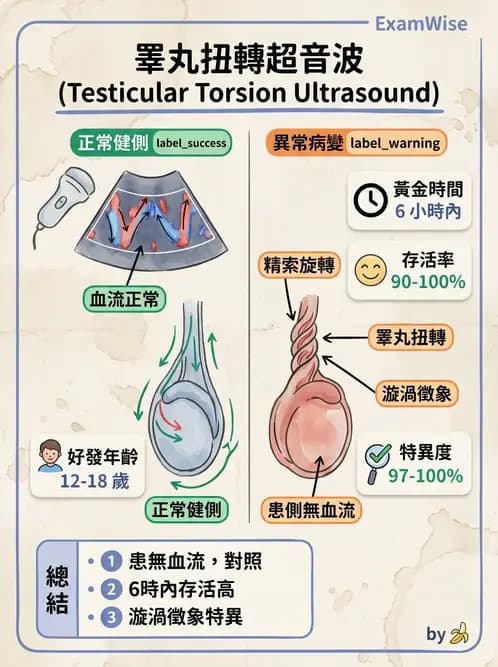 放射 - 泌尿生殖與小器官超音波 - AI 圖文解析預覽